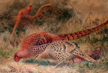 Soemmerrings fasan (Phasianus soemmerringi), 1852-54